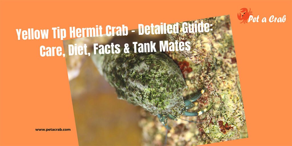 Yellow Tip Hermit Crab - Detailed Guide: Care, Diet, Facts & Tank Mates