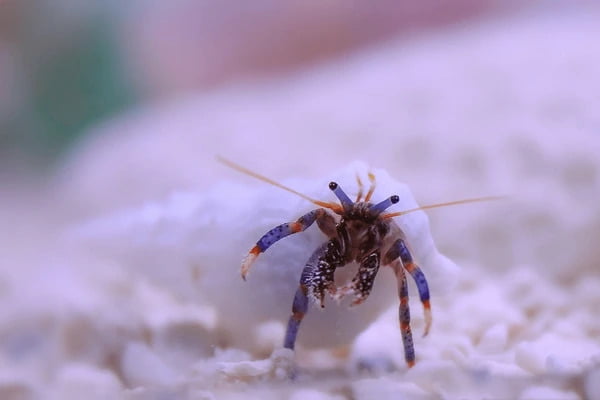 blue legged hermit crab - hermit crab species