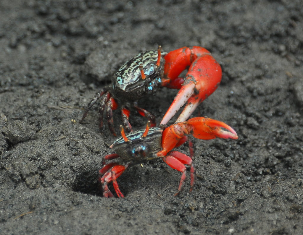 watermelon fiddler crabs fighting