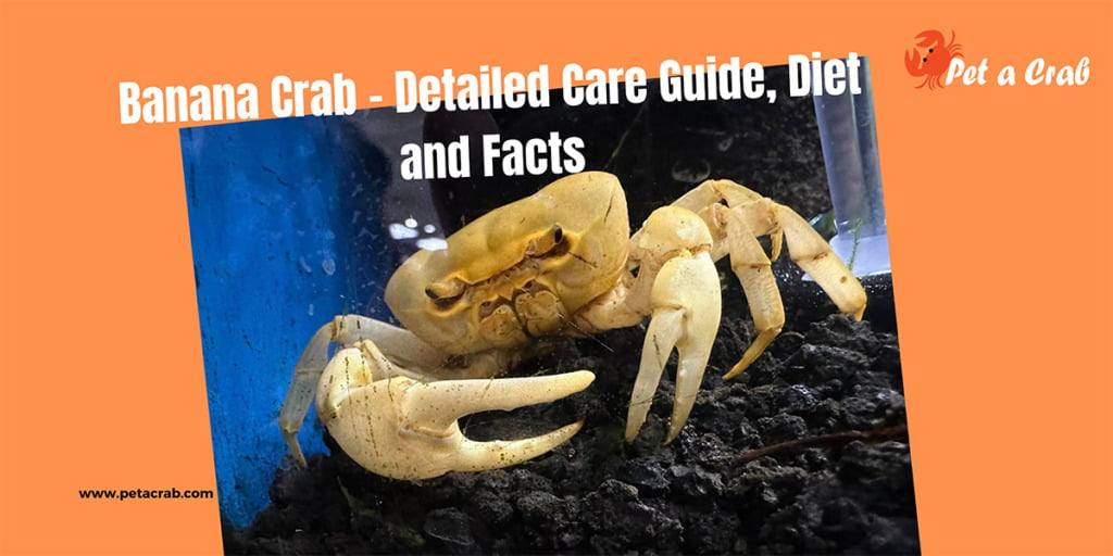 Banana Crab - Detailed Care Guide, Diet and Facts