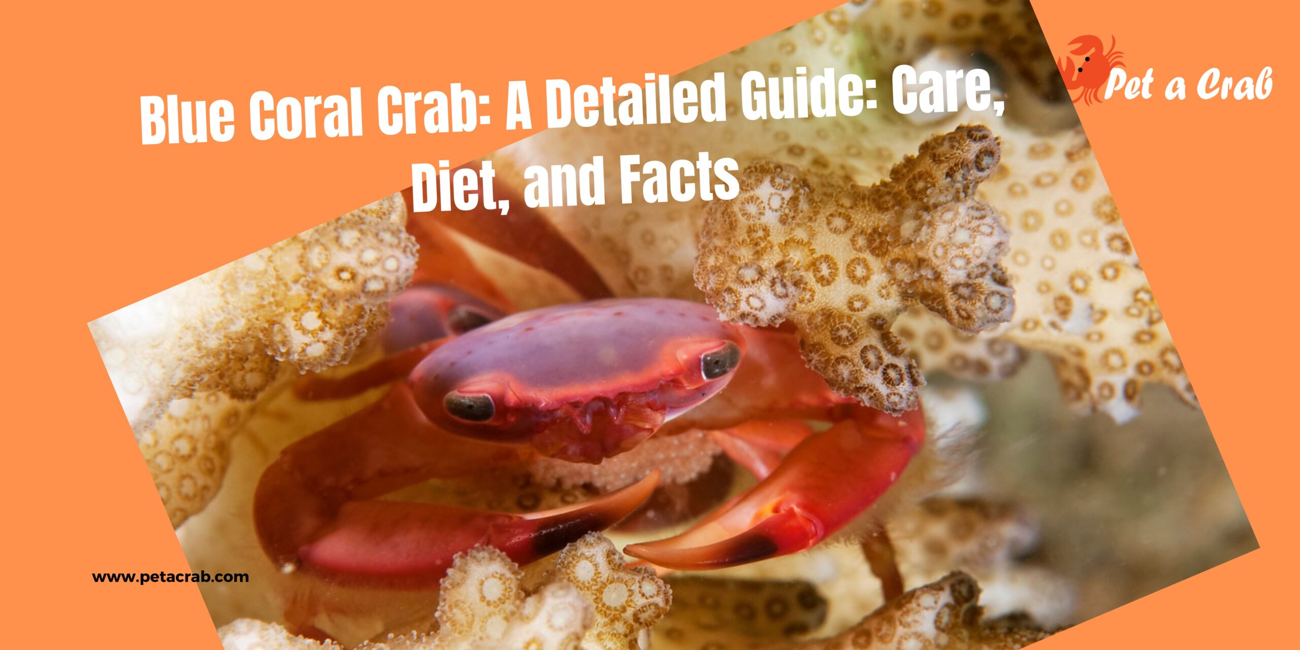 Blue Coral Crab - Detailed Guide: Care, Diet, and Facts - petacrab.com