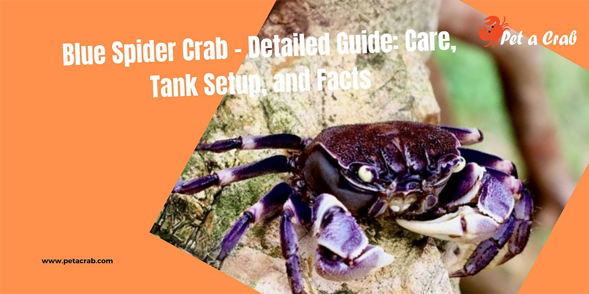 Blue Spider Crab - Detailed Guide: Care, Tank Setup, and Facts ...