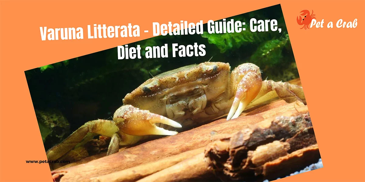 Varuna Litterata - Detailed Guide: Care, Diet and Facts