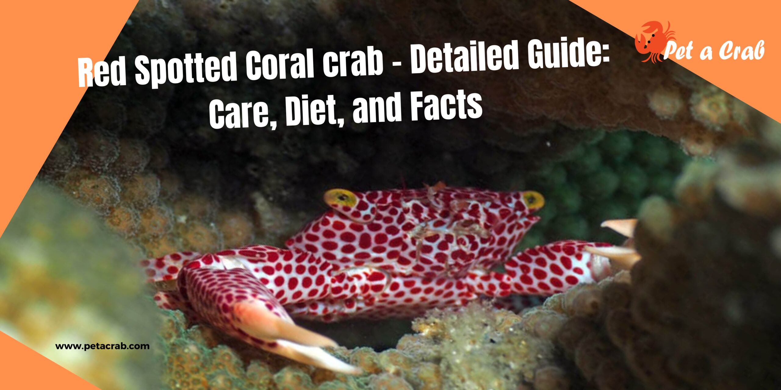 Red Spotted Coral crab - Detailed Guide Care, Diet, and Facts