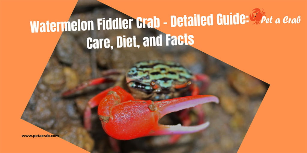 Watermelon Fiddler Crab - Detailed Guide: Care, Diet, and Facts