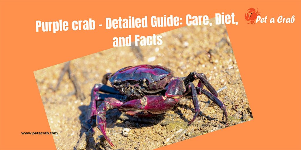 palawan purple crab - Detailed Guide - Care, Diet, and Facts