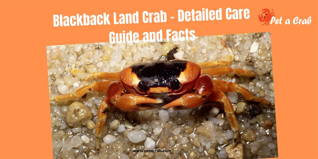 Blackback Land Crab - Detailed Care Guide and Facts