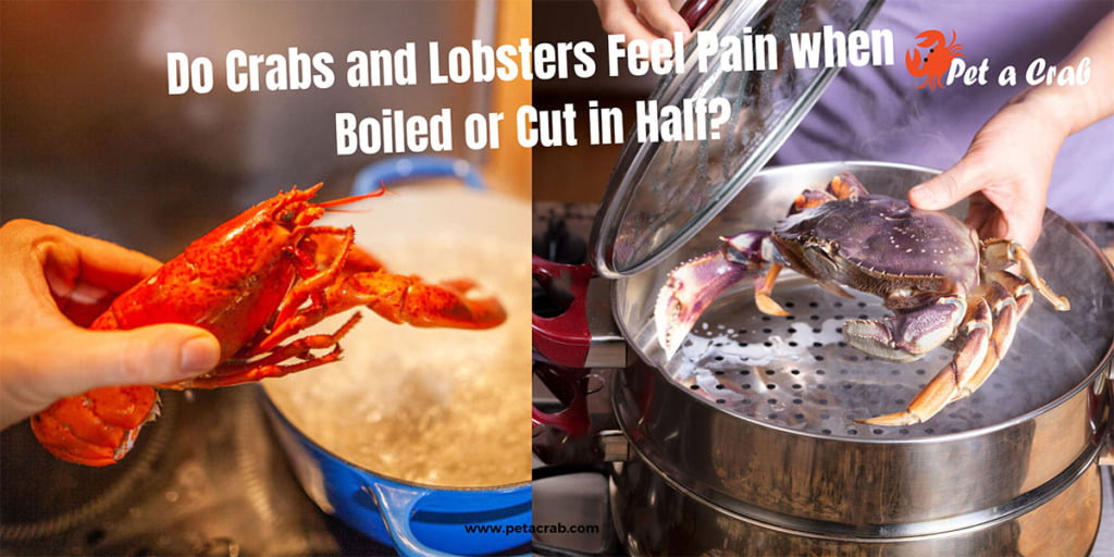 Do Crabs and Lobsters Feel Pain When Boiled or Cut in Half