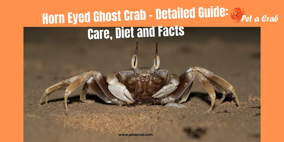 Horn Eyed Ghost Crab - Detailed Guide: Care, Diet and Facts
