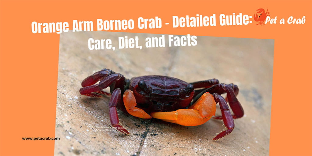 Orange Arm Borneo Crab - Detailed Guide: Care, Diet, and Facts