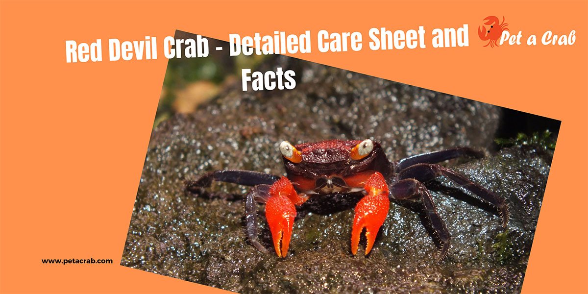 Red Devil Crab - Detailed Care Sheet and Facts - petacrab.com