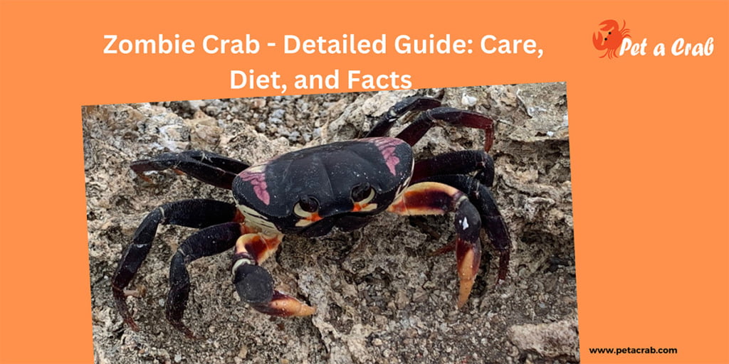 Zombie Crab - Detailed Guide: Care, Diet, and Facts 