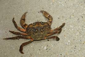 experiment of Elwood about crabs' pain