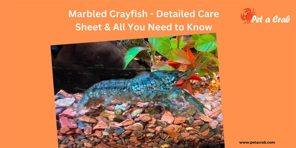 Marbled Crayfish - Detailed Care Sheet & All You Need to Know