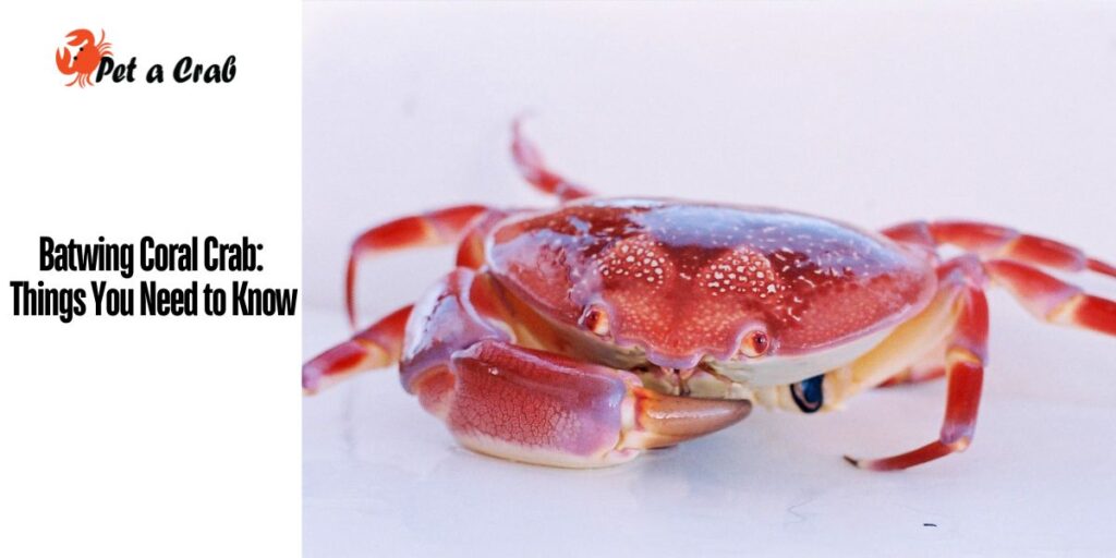 Batwing Coral Crab Things You Need to Know