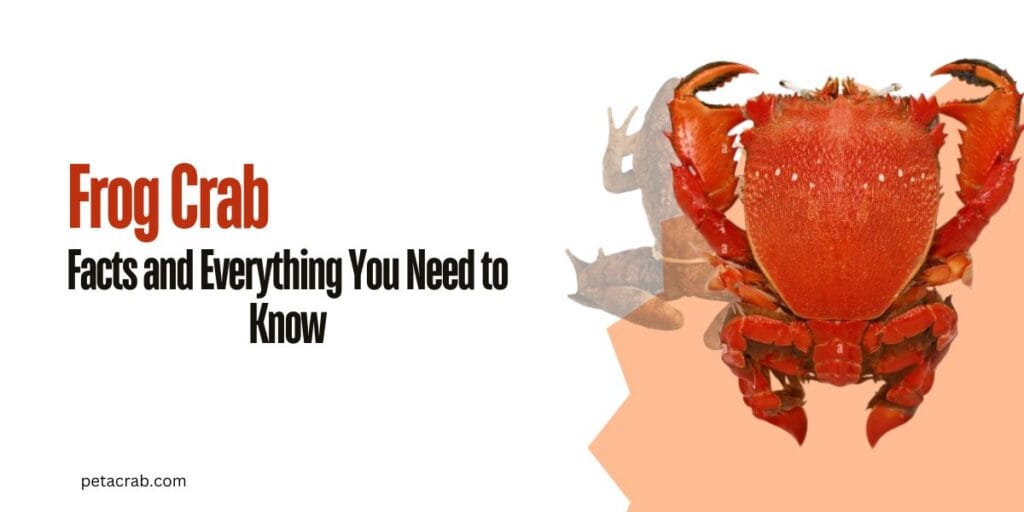 Frog Crab Facts and Everything You Need to Know