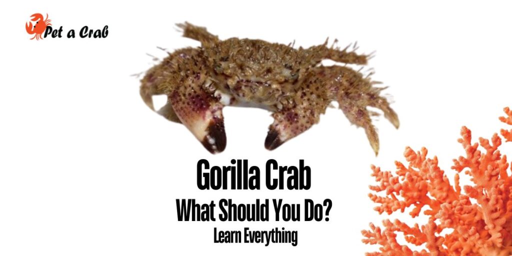 Gorilla Crab - What Should You Do Learn Everything