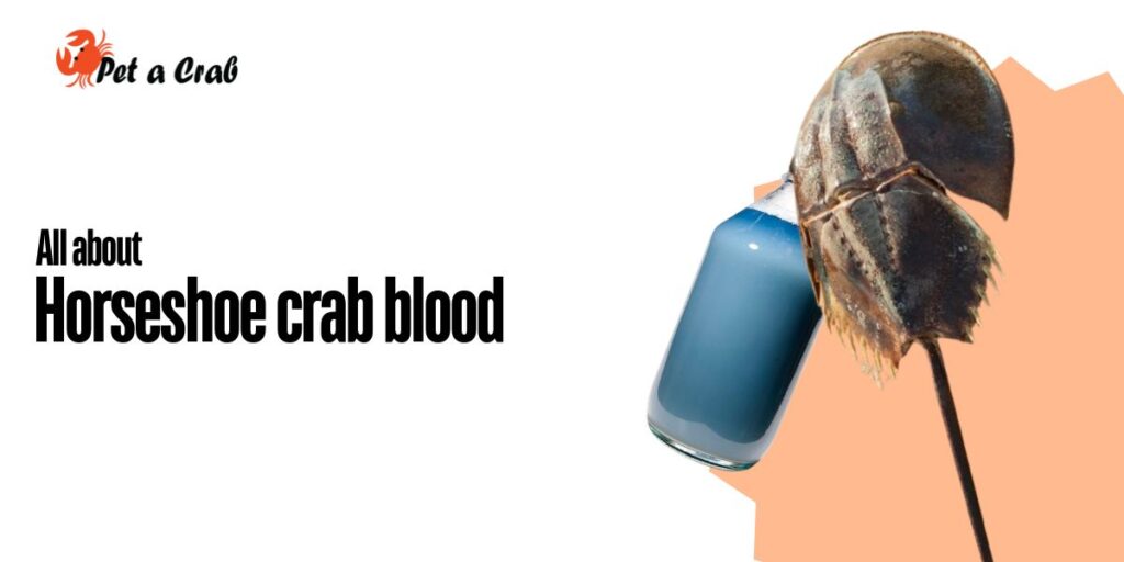 All about horseshoe crab blood, uses, price, facts