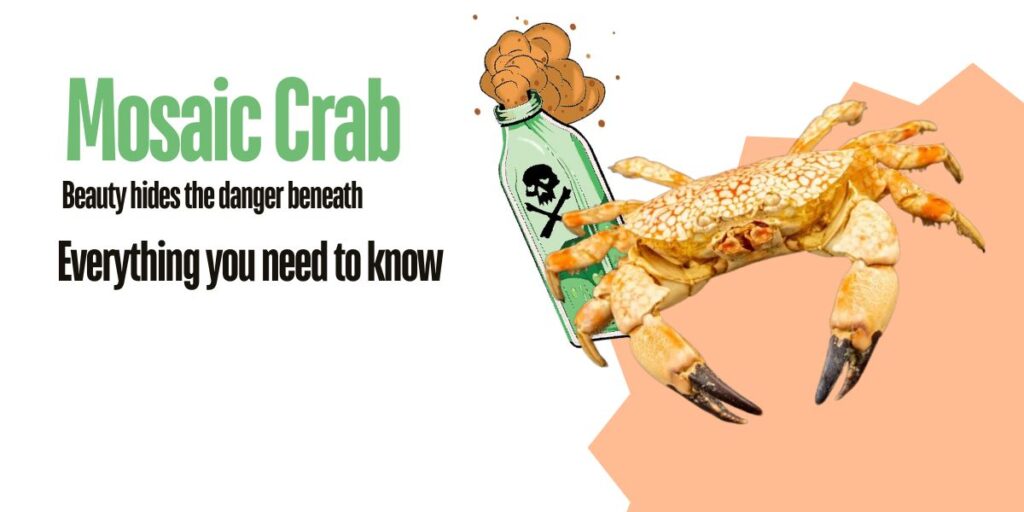 Mosaic crab - Lophozozymus pictor
