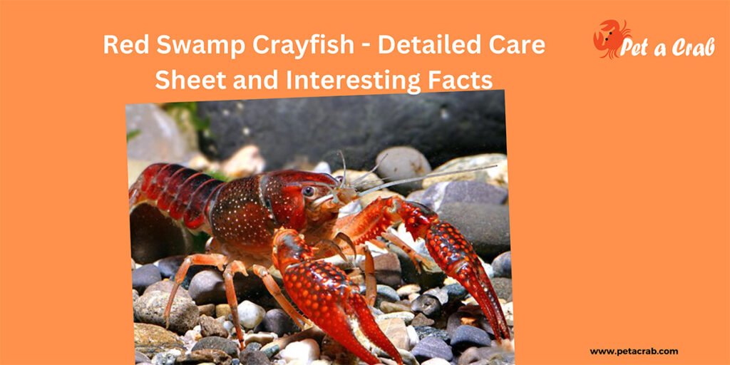 Red Swamp Crayfish - Detailed Care Sheet and Interesting Facts