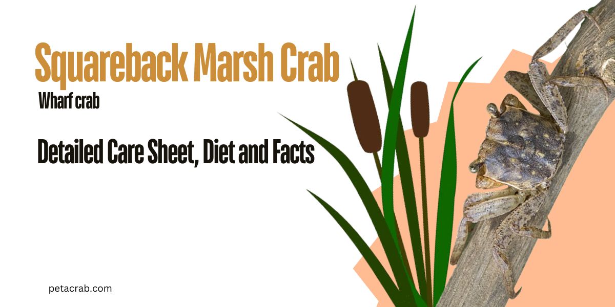 Squareback Marsh Crab - Detailed Care Sheet, Diet and Facts