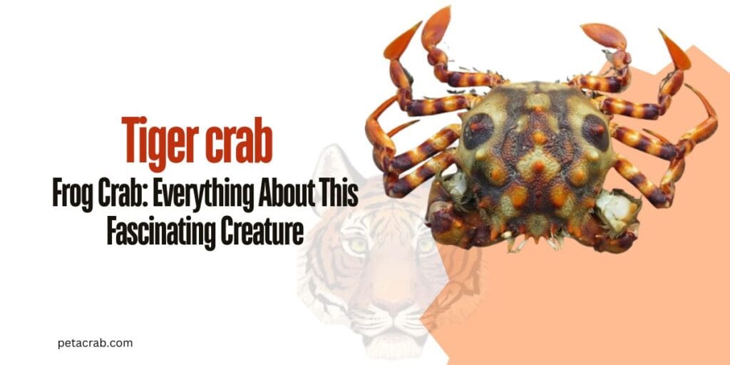 Tiger crab Everything About This Fascinating Creature