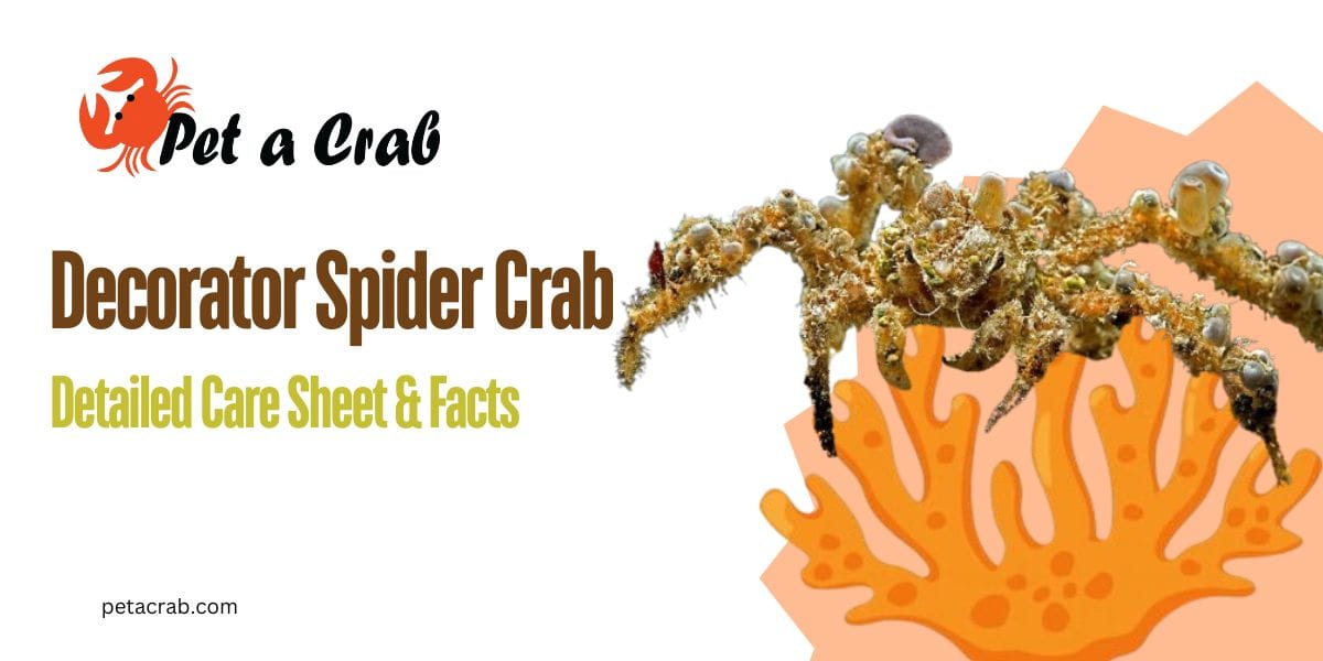 Decorator Spider Crab Detailed Care Sheet & Facts