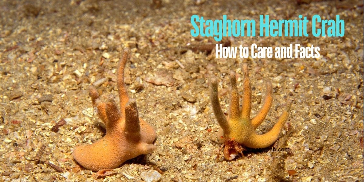 Staghorn Hermit Crab, How to Care and Facts