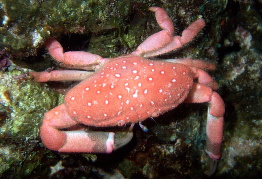 Strawberry Crab Neoliomera pubescens harvest town predators