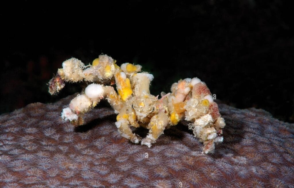 spider decorator crab uk