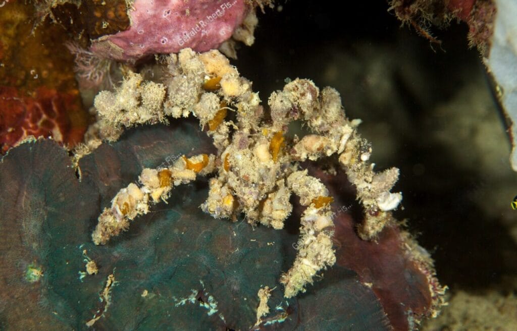 decorator spider crab price - 50$