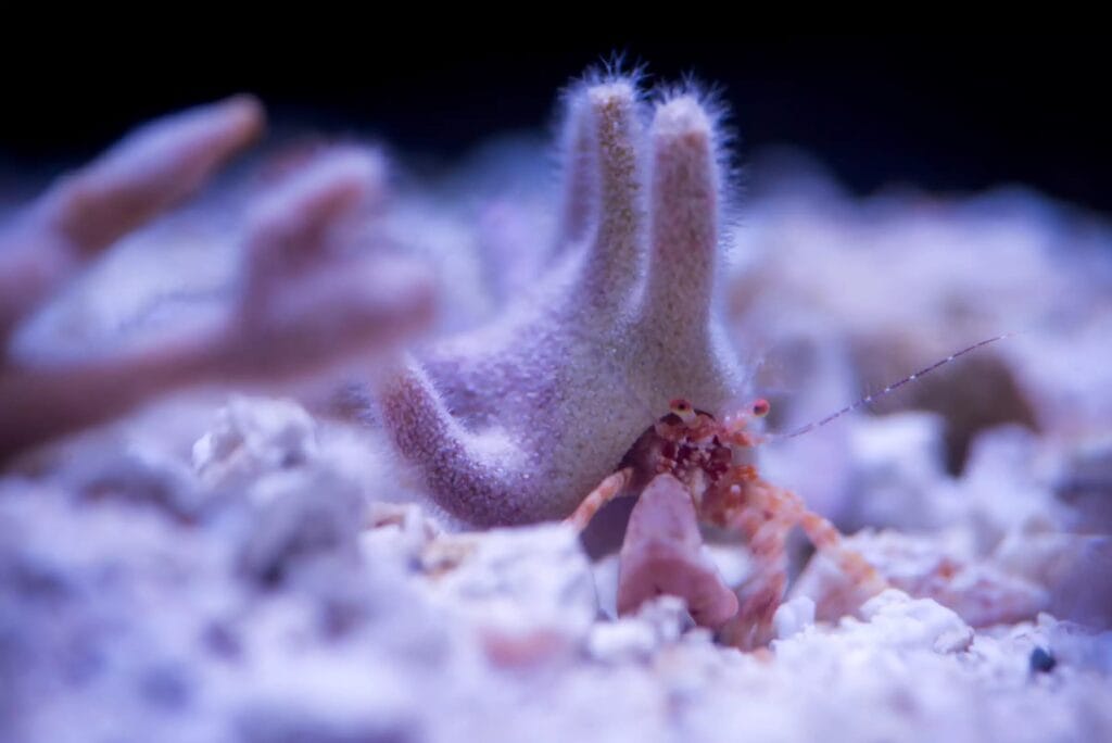 Scientific name: Manucomplanus varians