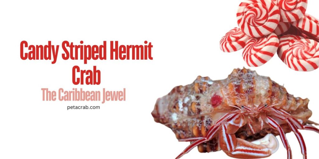 Candy Striped Hermit Crab The Caribbean Jewel