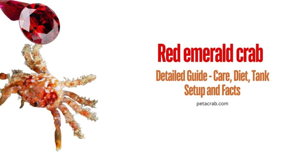 Red emerald crab: Detailed Guide - Care, Diet, Tank Setup and Facts