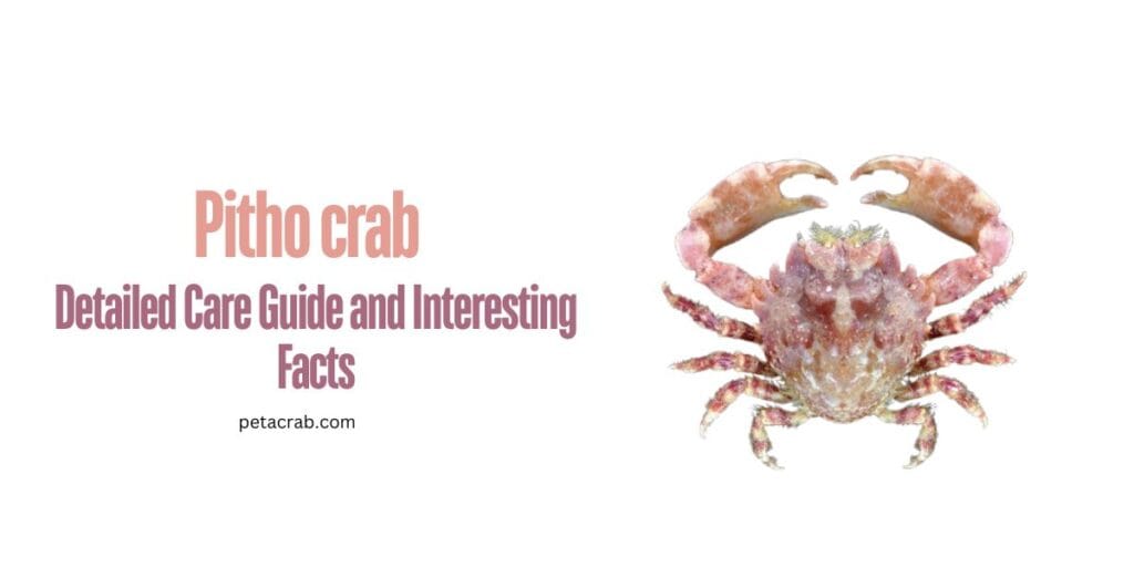 Pitho crab Detailed Care Guide and Interesting Facts