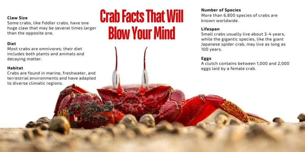 crab facts that will blow your mind