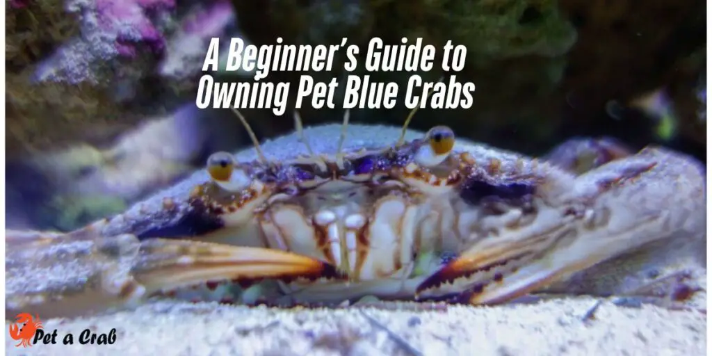 A Beginner’s Guide to Owning Pet Blue Crabs