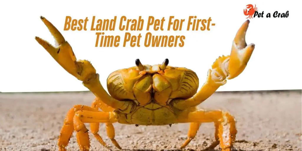 Best-Land-Crab-Pet-For-First-Time-Pet-Owners