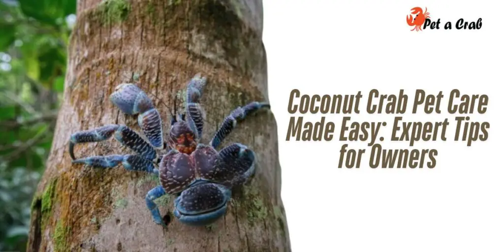 Coconut Crab Pet Care Made Easy: Expert Tips for Owners