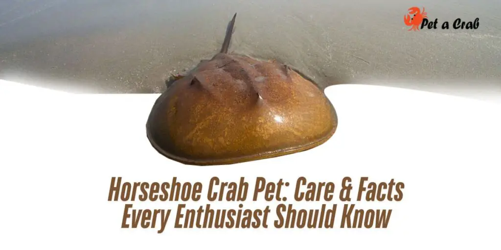 Horseshoe Crab Pet Care & Facts Every Enthusiast Should Know