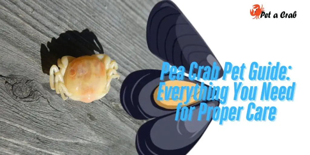 Pea Crab Pet Guide Everything You Need for Proper Care