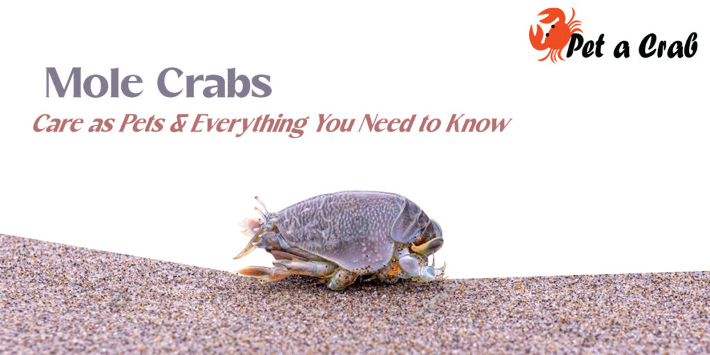 mole crabs Care as Pets​ & Everything You Need to Know