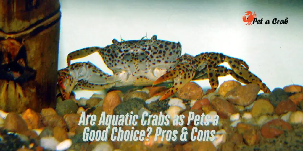 Are Aquatic Crabs as Pets a Good Choice Pros & Cons