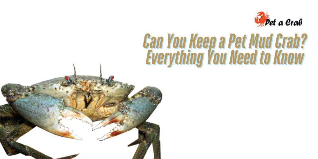 Can You Keep a Pet Mud Crab Everything You Need to Know