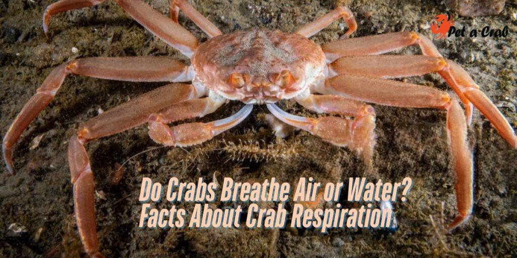 Do Crabs Breathe Air or Water Facts About Crab Respiration