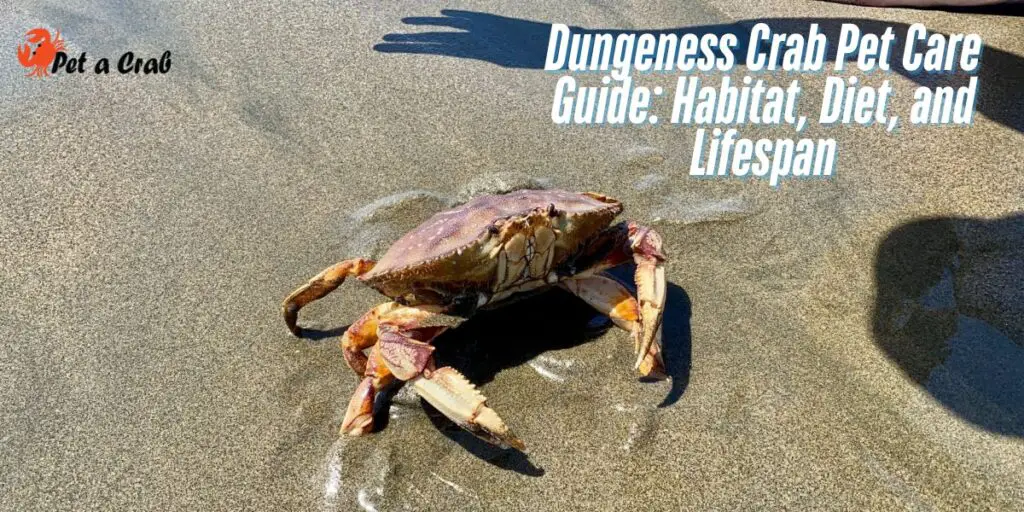 Dungeness Crab Pet Care Guide Habitat, Diet, and Lifespan