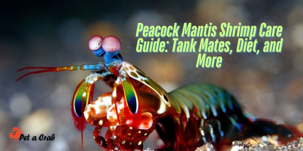 Peacock Mantis Shrimp Care Guide Tank Mates, Diet, and More