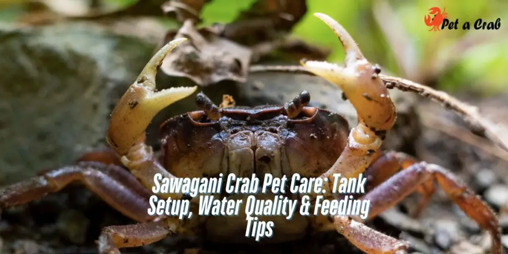 Sawagani Crab Pet Care Tank Setup, Water Quality & Feeding Tips