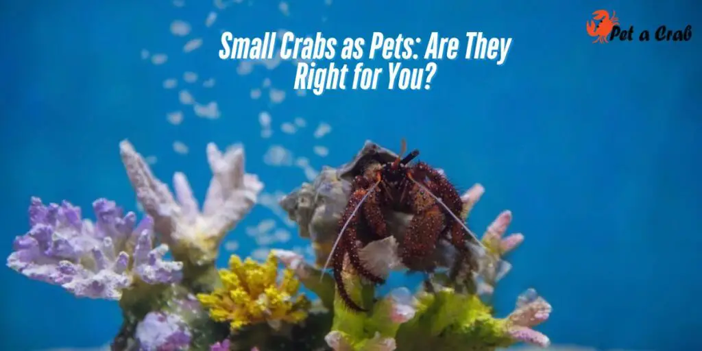 Small Crabs as Pets Are They Right for You