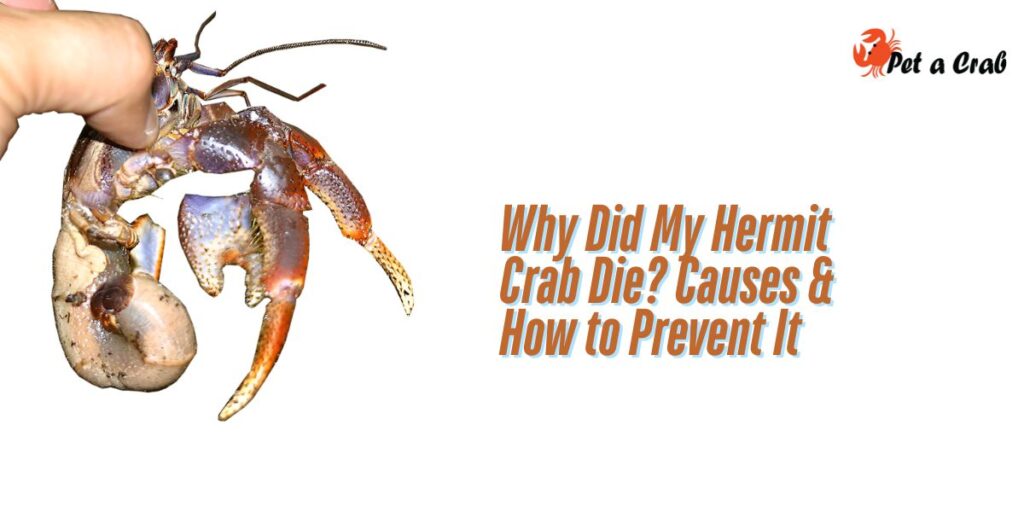 Why Did My Hermit Crab Die Causes & How to Prevent It